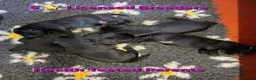 Labrador Retriever dogs for sale: Beautiful Black Labrador Puppies  - Advert 1