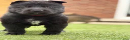 German Shepherd dogs for sale: KC registered German shepherd puppies  - Advert 3