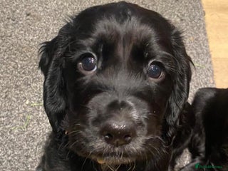 Cocker Spaniel dogs Cocker Spaniel Puppies - Advert 11