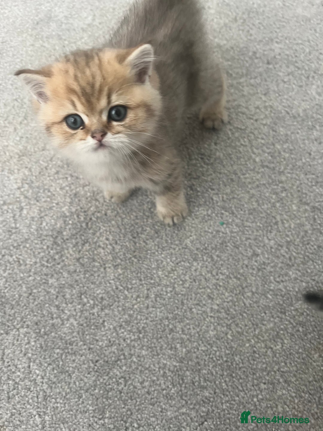 British Shorthair cats for sale: Two golden British Shorthair females - Advert 6