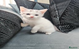 Russian Blue cats for sale: Lovley Russian white/Persian  - Advert 15