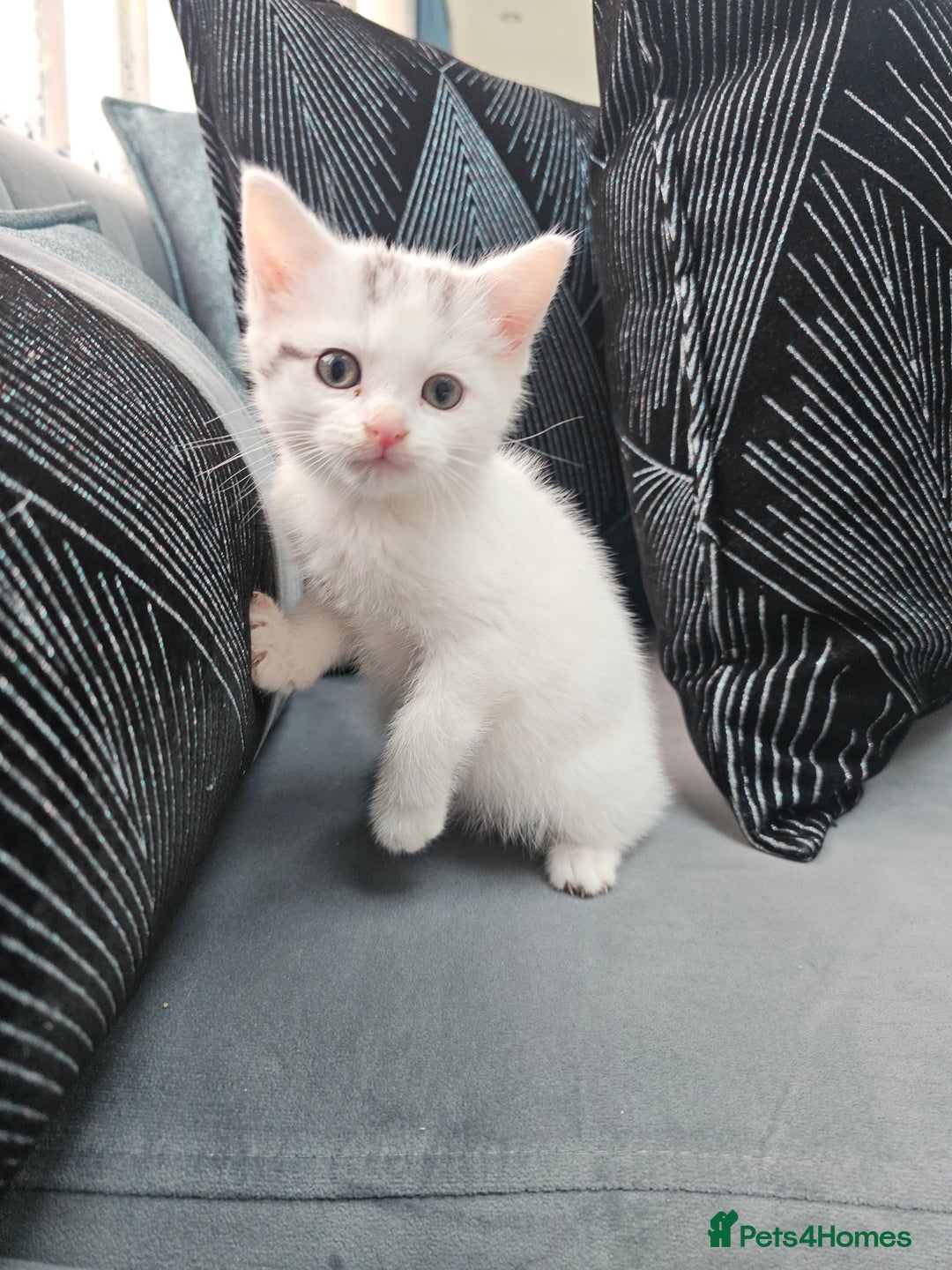 Russian Blue cats for sale: Lovley Russian white/Persian  - Advert 15