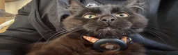 Domestic Shorthair cats for sale: Friendly Domestic Short Cat in Smethwick - Advert 3
