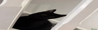 Mona 