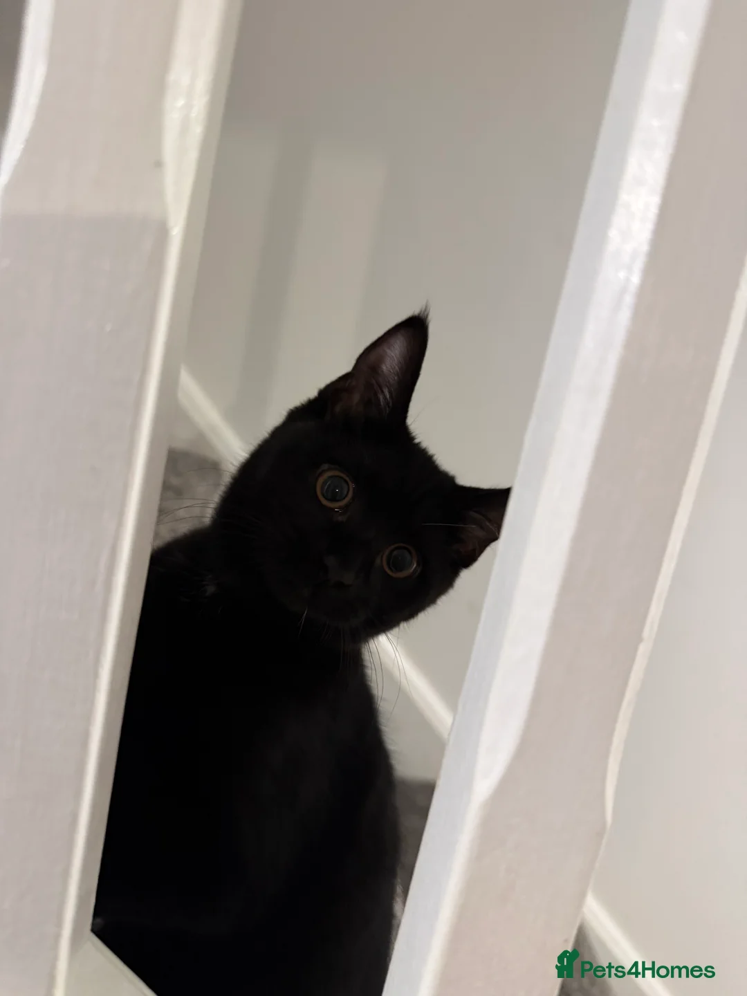 Mixed Breed cats for sale: 3 kittens one born in march other born in April  - Advert 5
