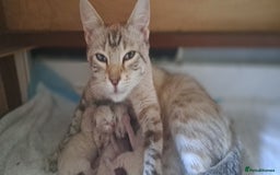 Ragdoll cats for sale: Kittens due very soon snow bengal x ragdoll  - Image 6