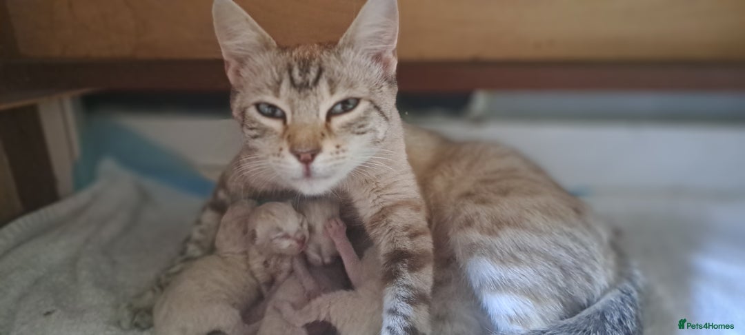 Ragdoll cats for sale: Kittens due very soon snow bengal x ragdoll  - Image 6