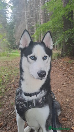 Siberian Husky dogs - Advert 1