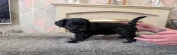 Mixed Breed dogs for sale: 6week old Jorkie Poos - Advert 9