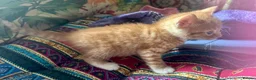 Mixed Breed cats for sale: Tabitha has had a joyful litter of 7 beauties! - Advert 18