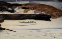 Mixed Breed cats for sale: Kittens Ready Now - Image 4