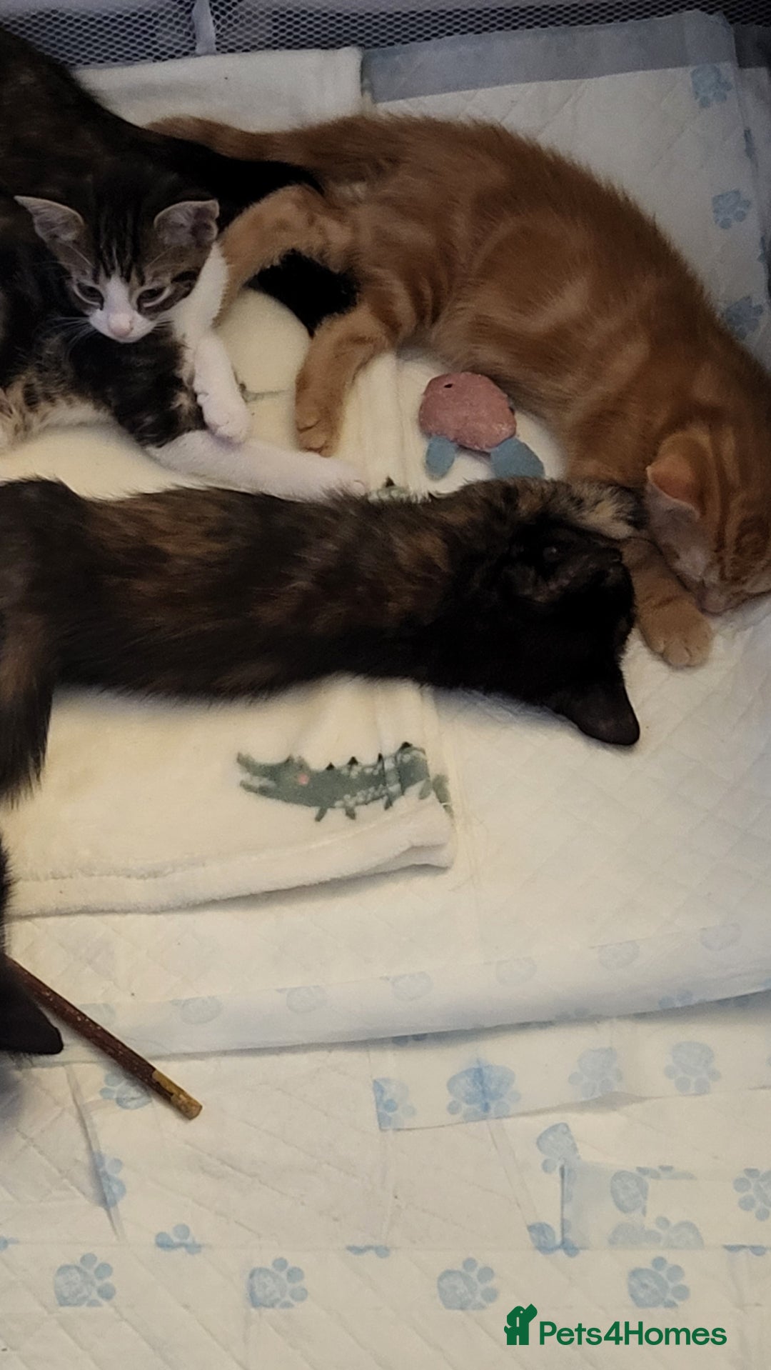 Mixed Breed cats for sale: Kittens Ready Now - Image 4
