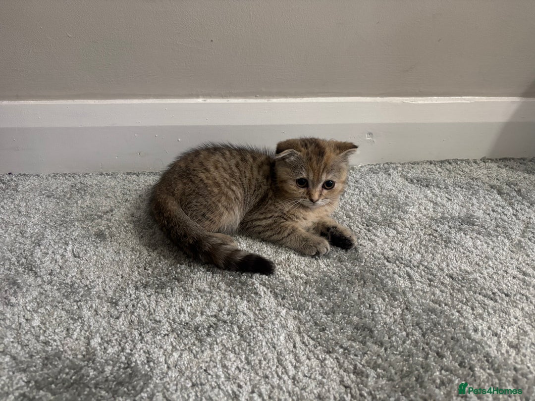 Scottish Fold cats for sale: Scottish fold for sale - Image 13