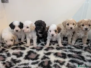 Maltipoo dogs Adorable Maltipoo Puppies - Advert 9