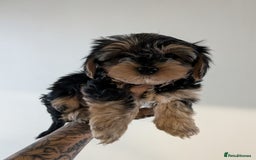 Yorkshire Terrier dogs for sale: 7 male Yorkshire terriers ready to leave.  - Image 5