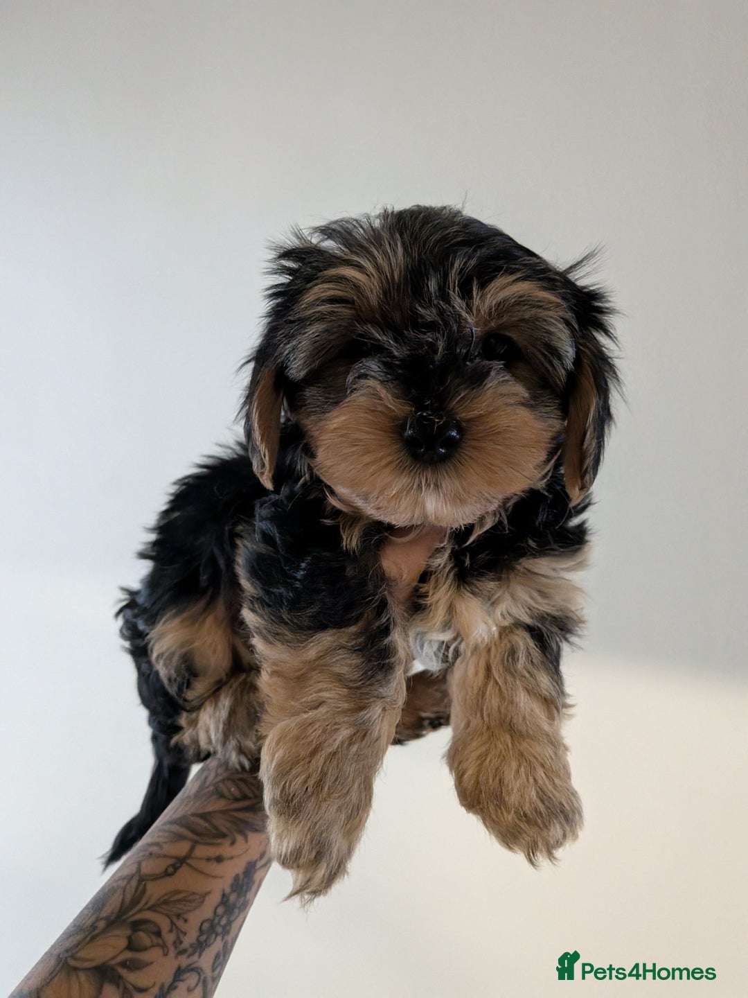 Yorkshire Terrier dogs for sale: 7 male Yorkshire terriers ready to leave.  - Image 5