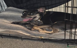 Mixed Breed dogs for sale: 3/4 frenchy 1/4 collie pups - Image 1