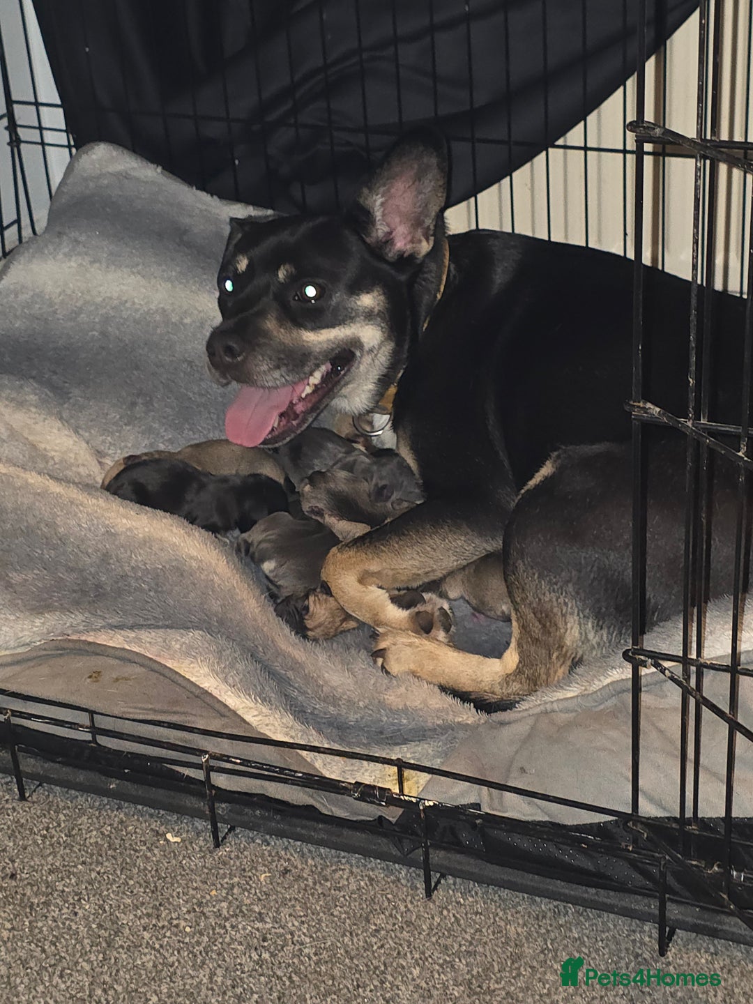 Mixed Breed dogs for sale: 3/4 frenchy 1/4 collie pups - Image 1