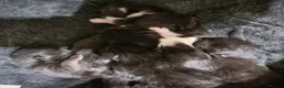 Domestic Shorthair cats for sale: Ready to Fly the Nest  - Advert 3
