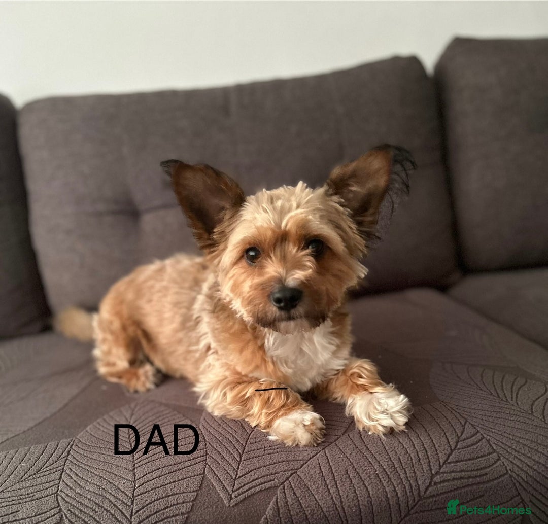 Yorkshire Terrier dogs for sale: Yorkshire Terrier puppies - Image 2