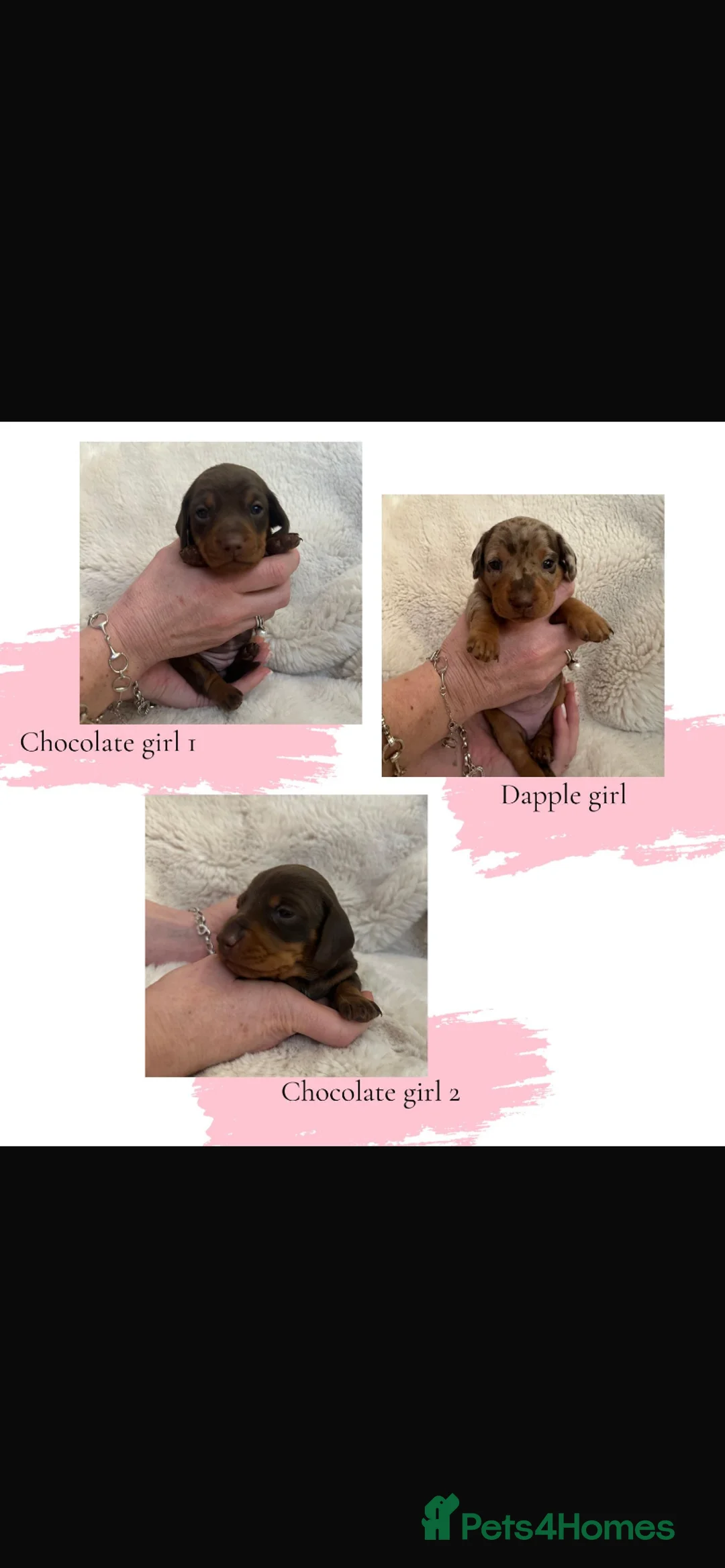 Dachshund dogs for sale: Miniature dachshund puppies Smooth haired  in Nottingham - Advert 2