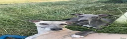 Whippet dogs for sale: Blue Whippet Pup  - Advert 2