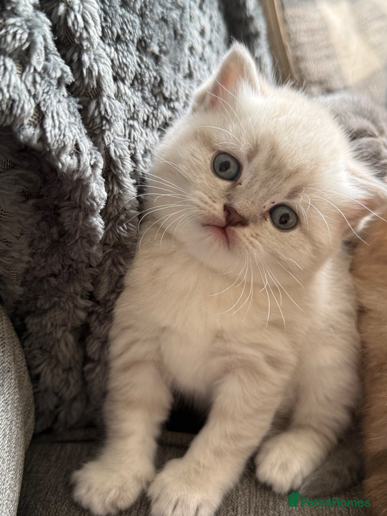 British Shorthair cats British shothair cute kittens  - Advert 4