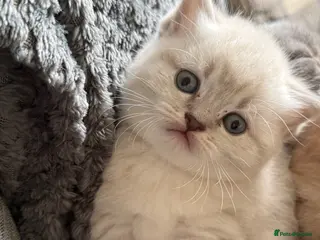 British Shorthair cats British shothair cute kittens - Advert 13