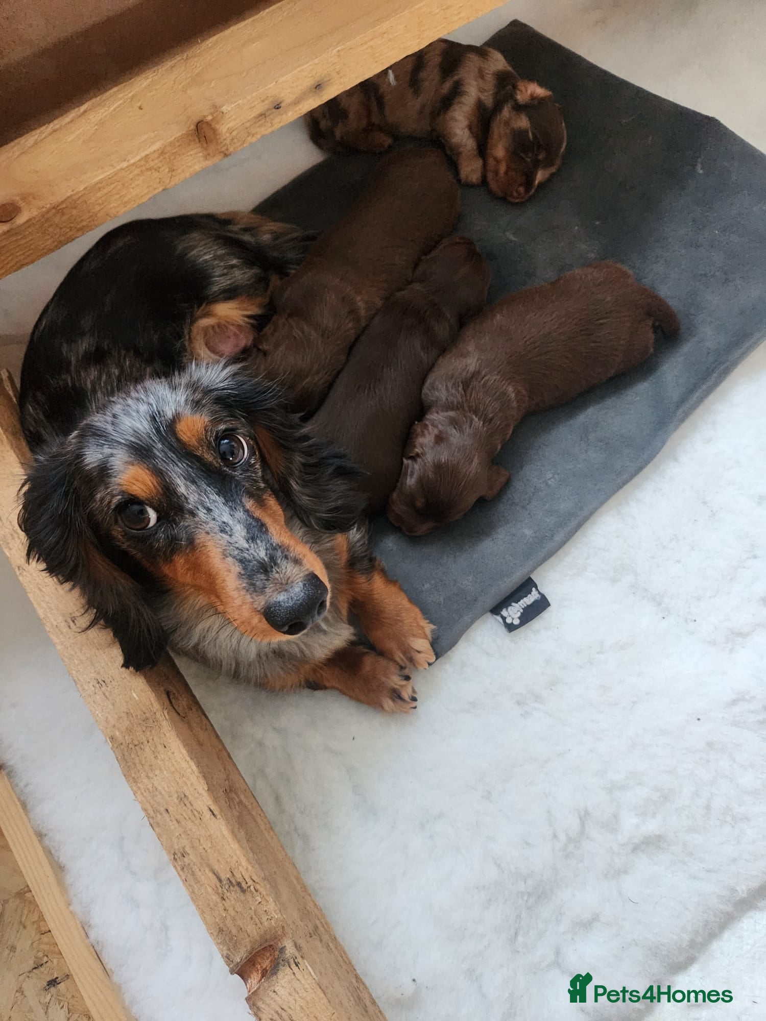 Miniature Dachshund dogs Longhaired Miniature Dachshund puppies - Advert 1