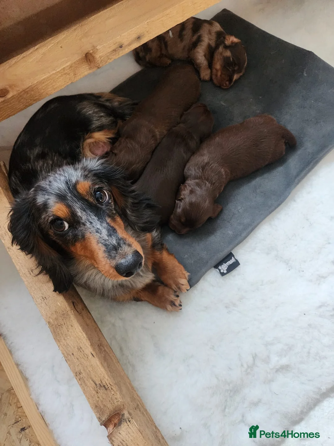 Miniature Dachshund dogs for sale: Longhaired Miniature Dachshund puppies in Sudbury - Advert 1