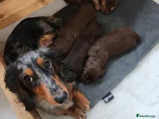 Miniature Dachshund dogs Longhaired Miniature Dachshund puppies - Advert 1