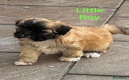 Lhasa Apso dogs for sale: Two Adorable KC Reg Puppies GPRA4 Clear - Image 6