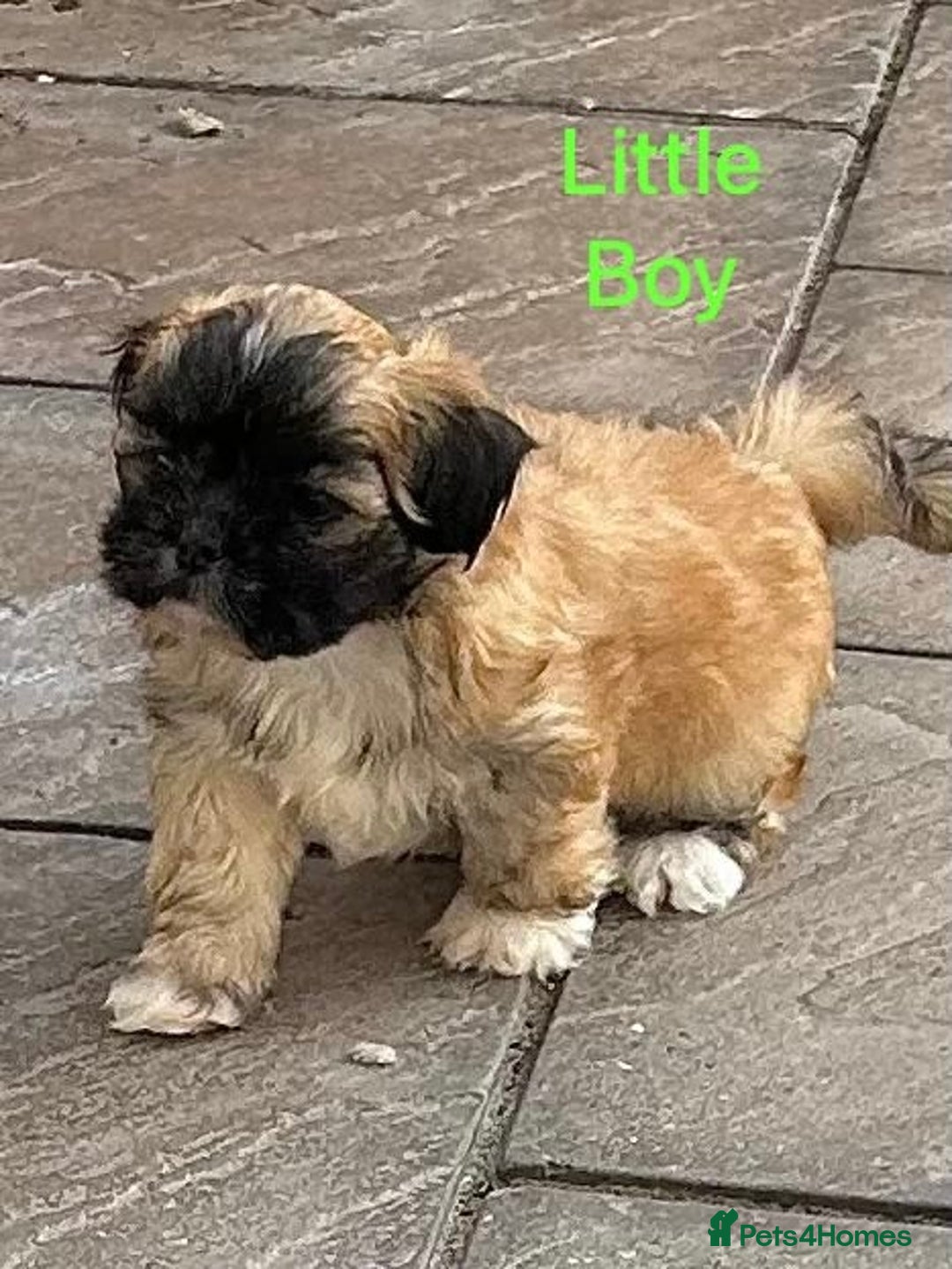 Lhasa Apso dogs for sale: Two Adorable KC Reg Puppies GPRA4 Clear - Image 6