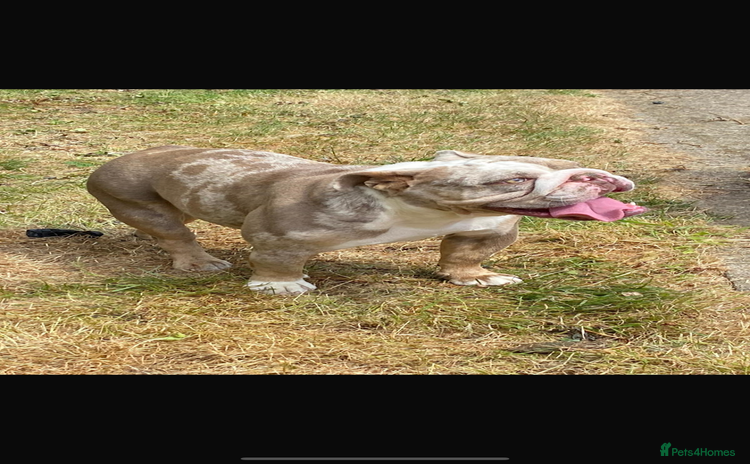 English Bulldog dogs - Advert 3