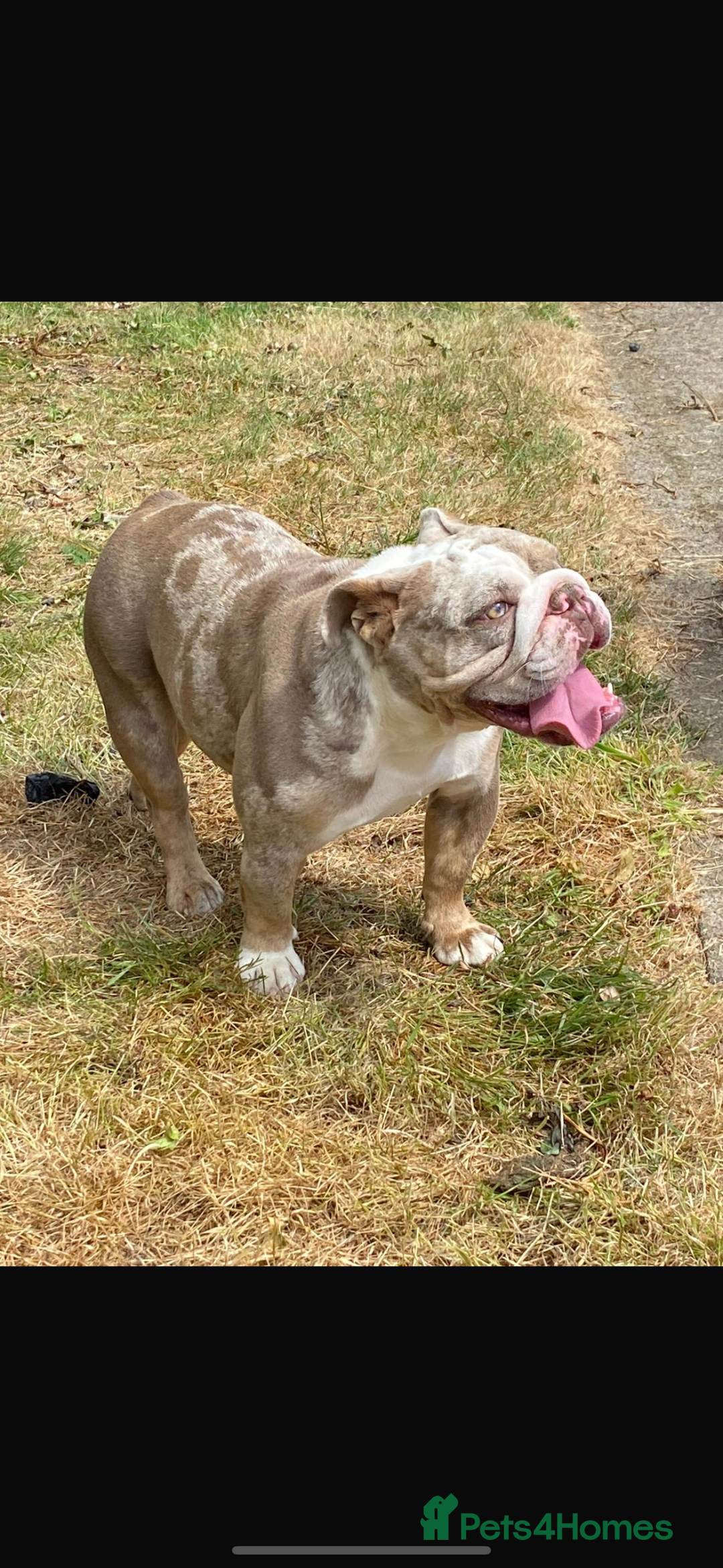 English Bulldog dogs for sale: English bulldog - Coco  - Image 1