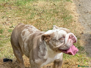 English Bulldog dogs - Advert 32