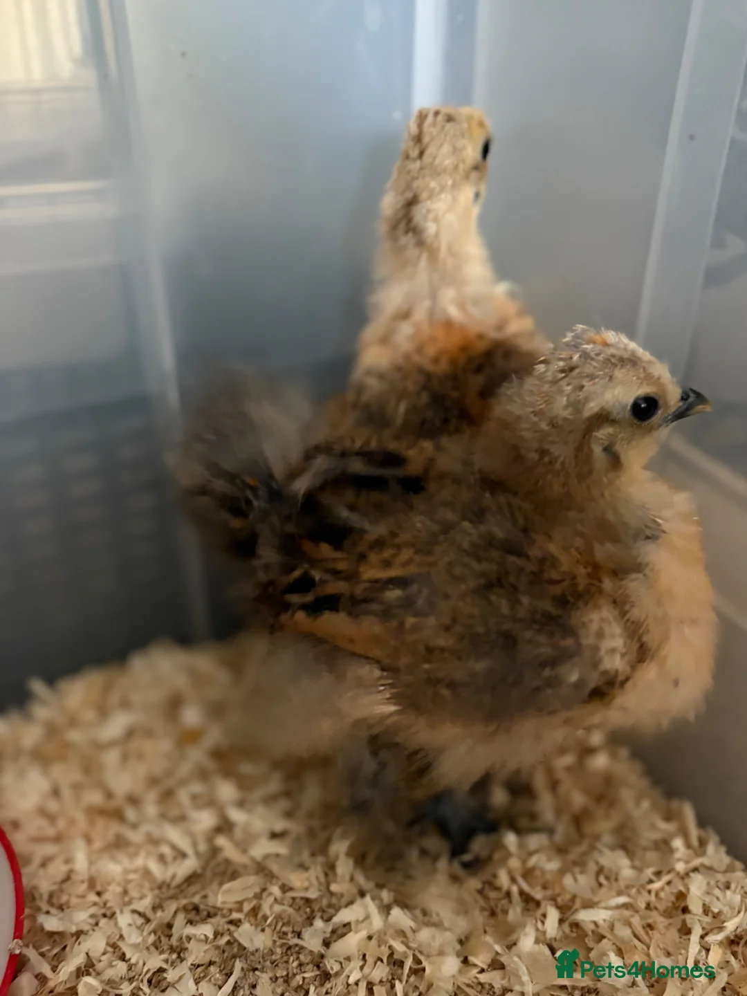 Chickens poultry for sale: silkie chicks  in Rotherham - Advert 4