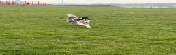 Siberian Husky dogs for stud: Husky Stud Available Exceptional Temperament in Blackburn - Advert 5