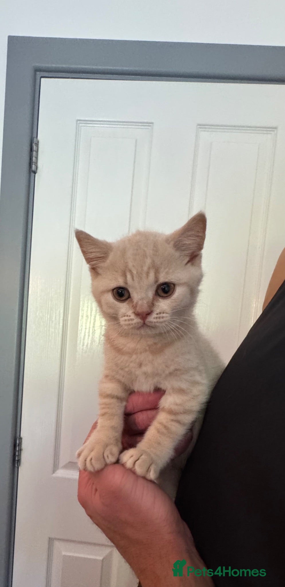 British Shorthair cats Rare Champion-Line Cream British Shorthair Girls  - Advert 9