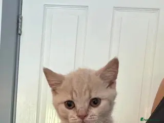 British Shorthair cats Rare Champion-Line Cream British Shorthair Girls - Advert 9