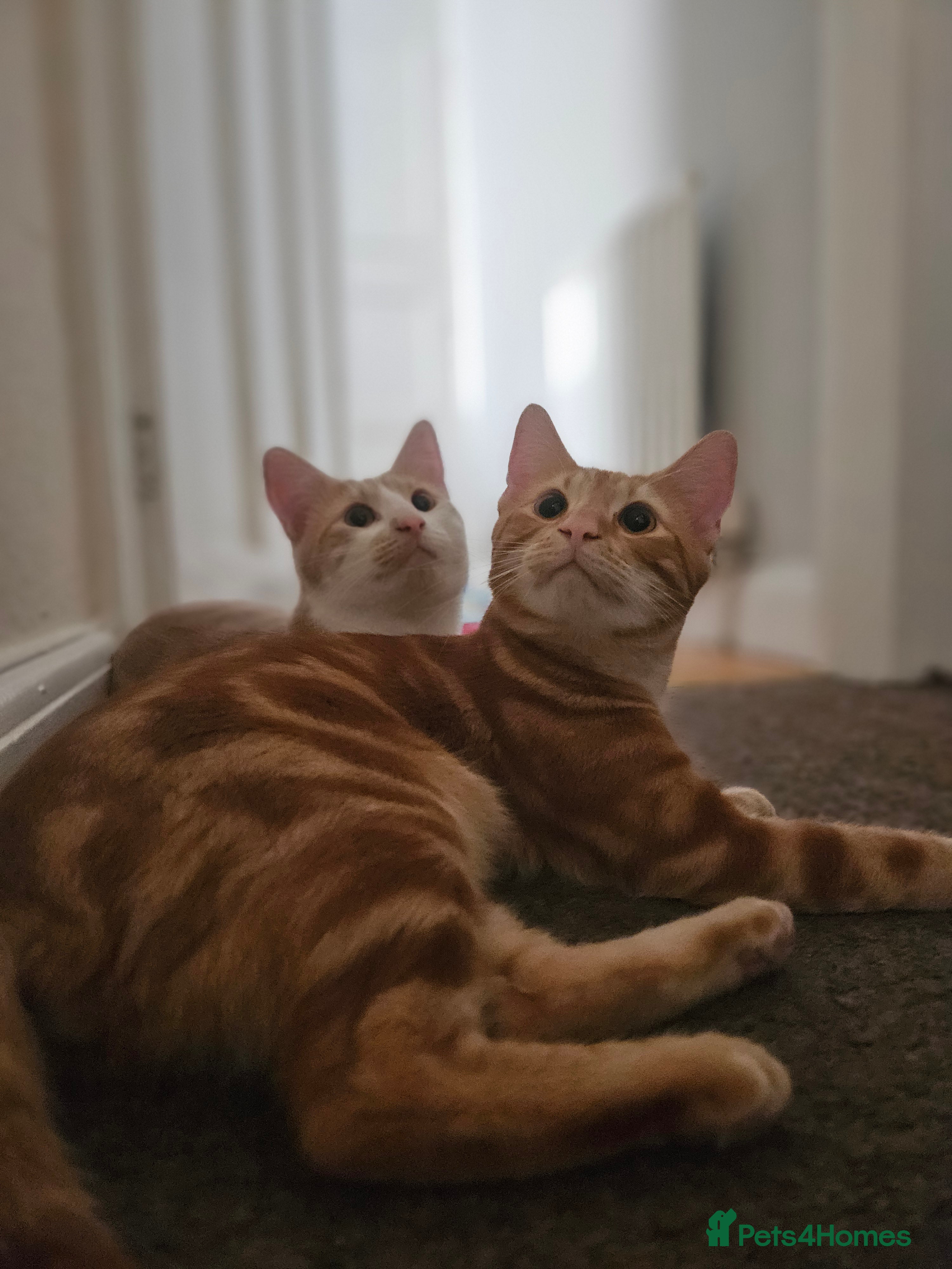 Mixed Breed cats 2 sweet brothers for sale  - Advert 2