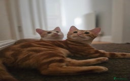 Mixed Breed cats for sale: 2 sweet brothers for sale  - Advert 1