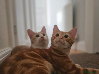 Mixed Breed cats for sale: 2 sweet brothers for sale - Advert 1