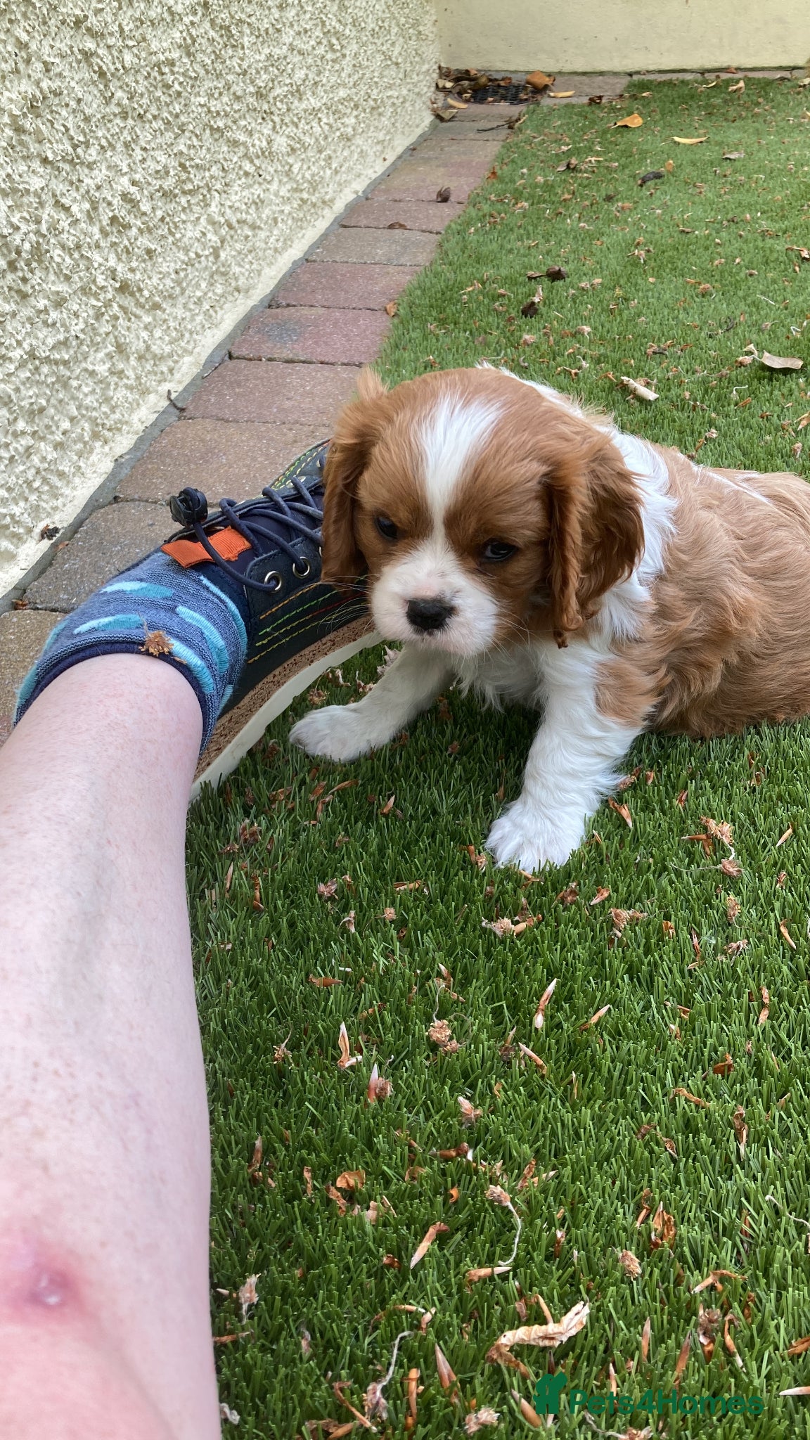 Cavalier King Charles Spaniel dogs Super KC blenheim pups from health tested parents - Advert 1