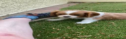 Cavalier King Charles Spaniel dogs for sale: Super KC blenheim pups from health tested parents - Advert 9