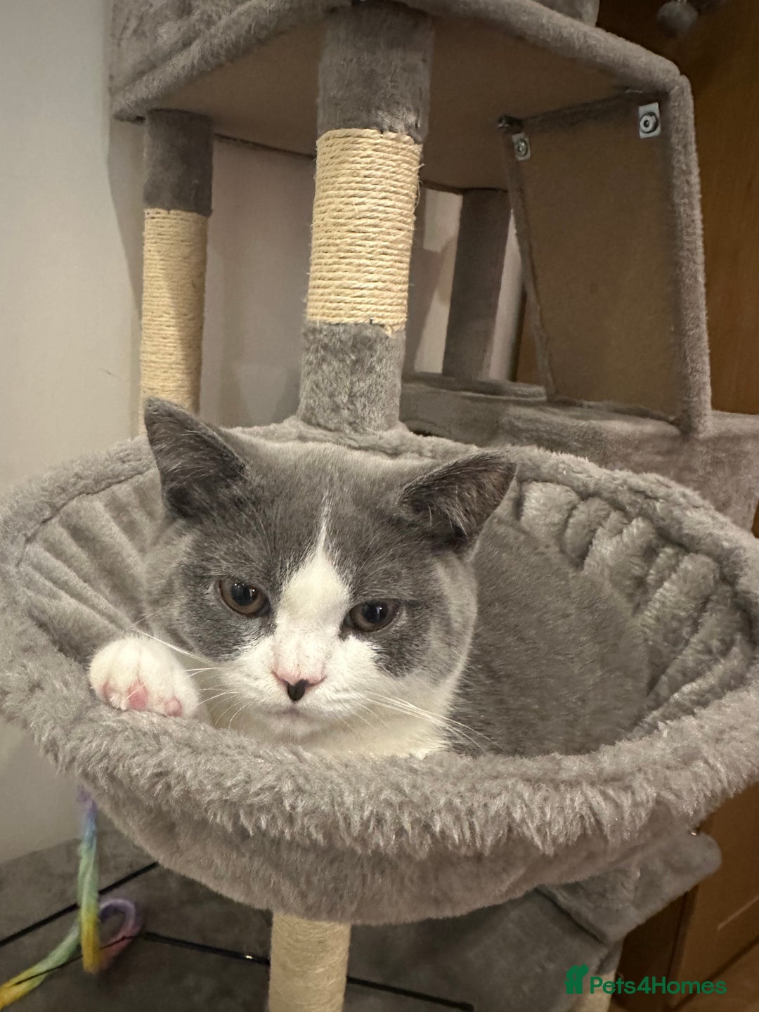 British Shorthair cats for sale: British shorthair blue and white, 4 months old  - Image 17