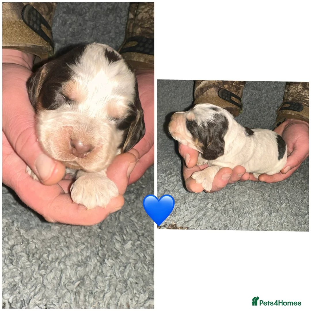 Cocker Spaniel dogs for sale: Beautiful Cocker Spaniel -LAST BOY LEFT 💙 - Advert 2