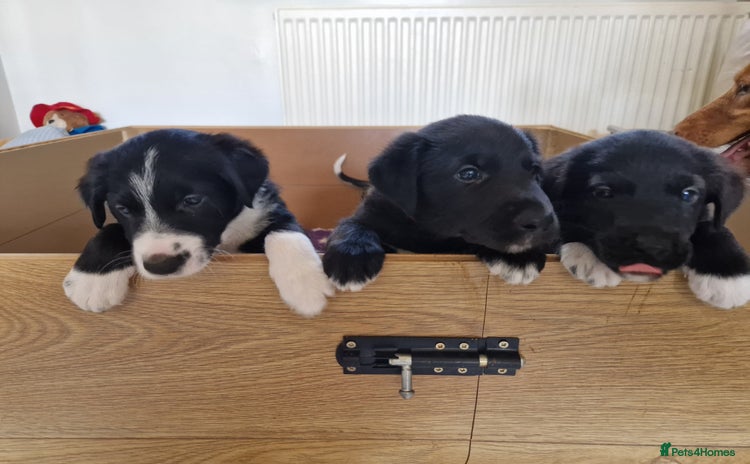 Mixed Breed dogs in Towcester - Advert 1