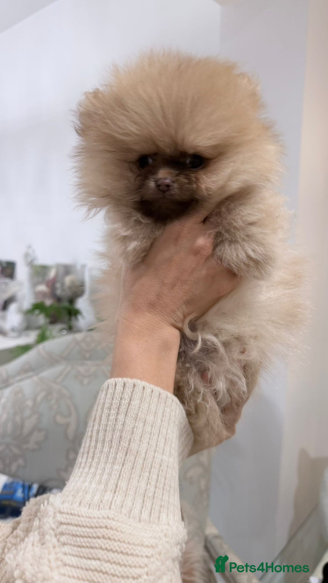 Pomeranian dogs for sale: Stunning littler of KC Pom puppies - Advert 8