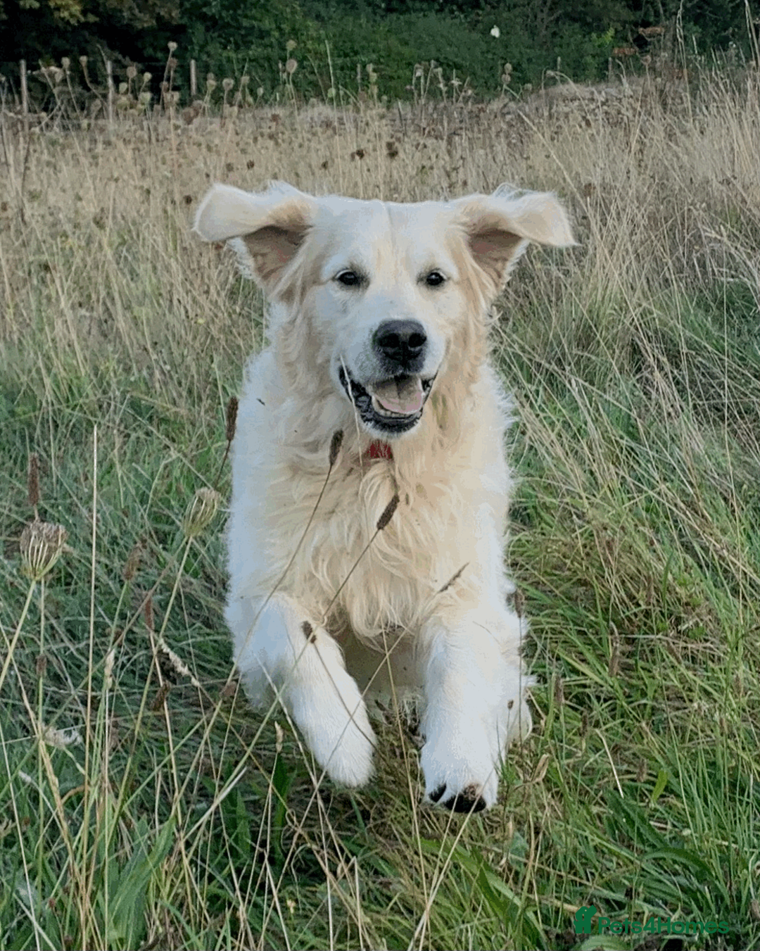 Golden Retriever dogs for stud: KC Reg, Health Tested, Crufts Qualified, Proven in Milton Keynes - Advert 12